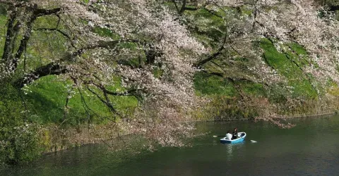 Il est possible de louer une barque pour admirer les cerisiers