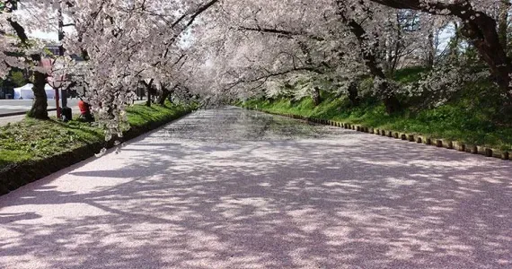 Tunnel de cerisiers en fleurs