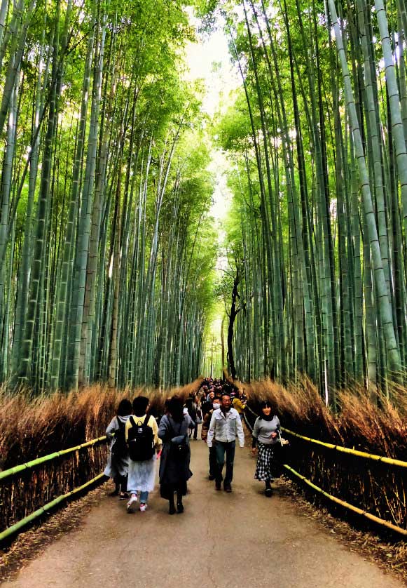 Parts of the Arashiyama Bamboo Forest are less crowded.