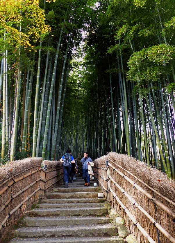 Grove of bamboo at Adashino Nenbutsuji Temple in Arashiyama.