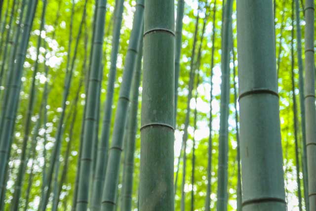 Bamboo, Arashiyama, Kyoto.