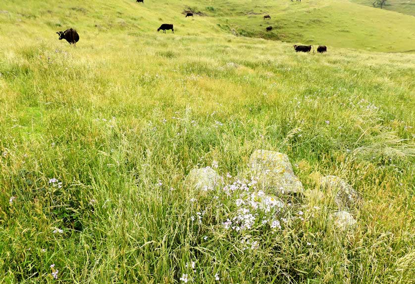 Cattle grazing on the grassy slopes of Mt Akahage with wild daikon flowers in the foreground.