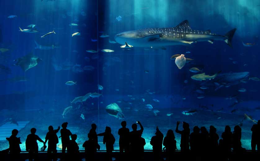 Churaumi Aquarium, Okinawa, Japan.