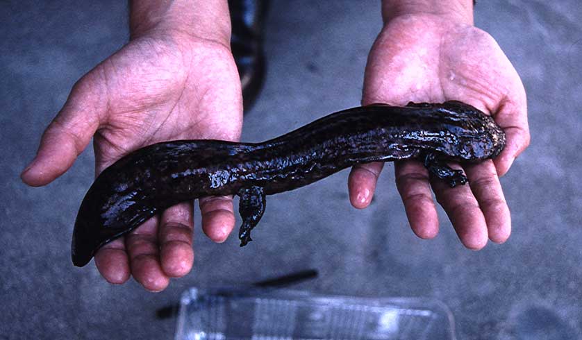 Japanese Giant Salamander.
