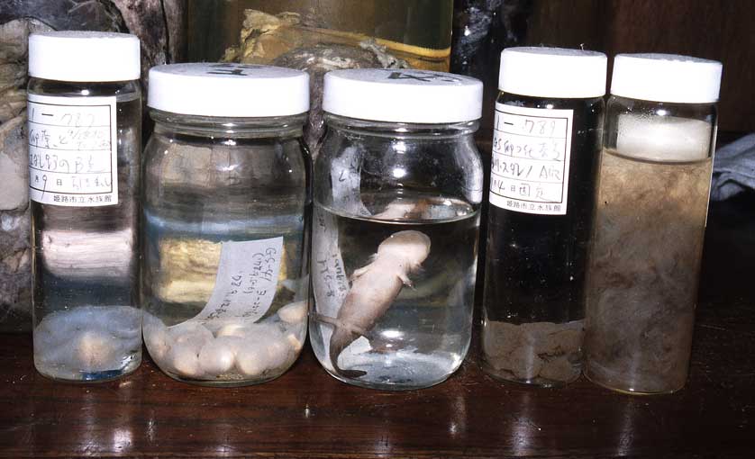 Japanese Giant Salamander specimens in jars.