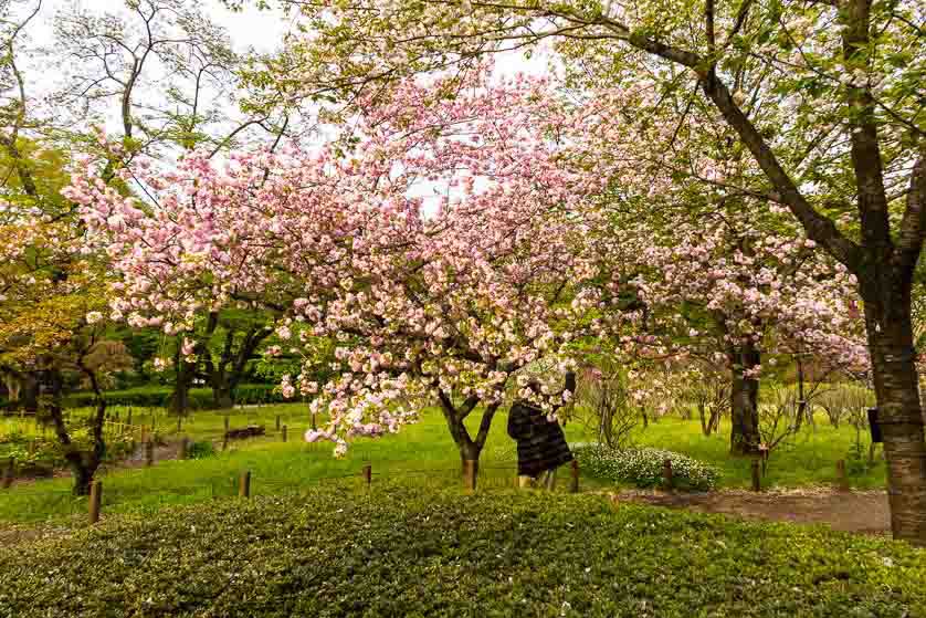 Plum Tree, Jindai Botanical Garden, Chofu.