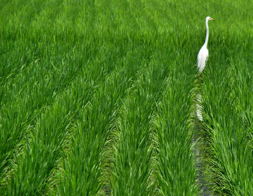 Egret in rice paddy, Kibi Bike Path, Okayama.