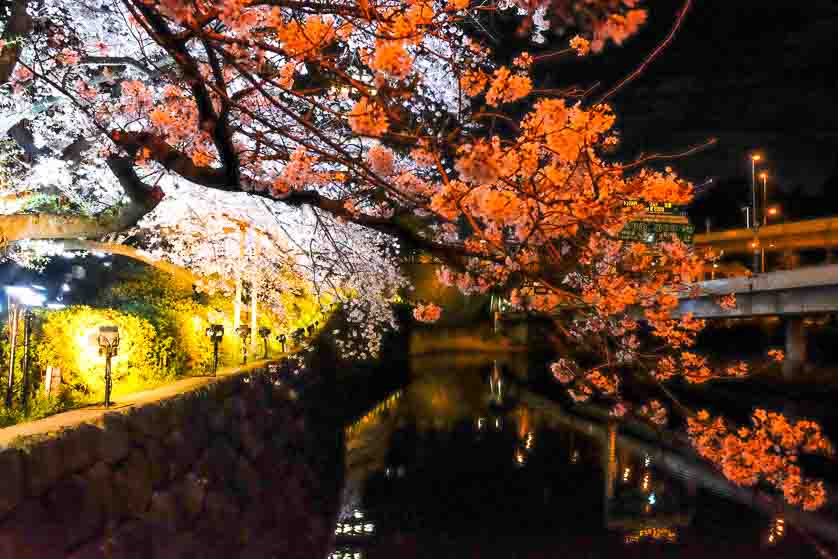 Yozakura night blossom in Kioicho.