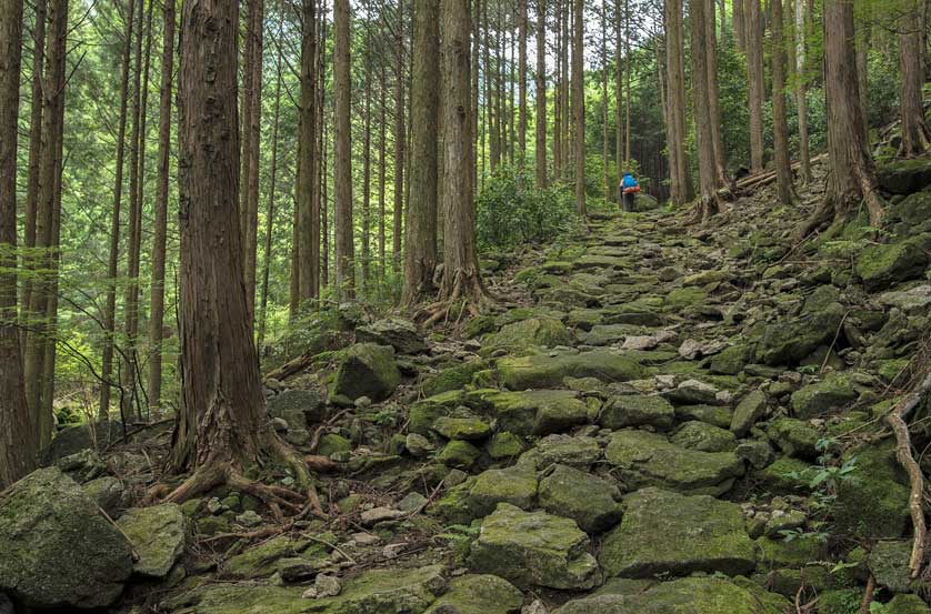 Kumano Kodo Forest Hike