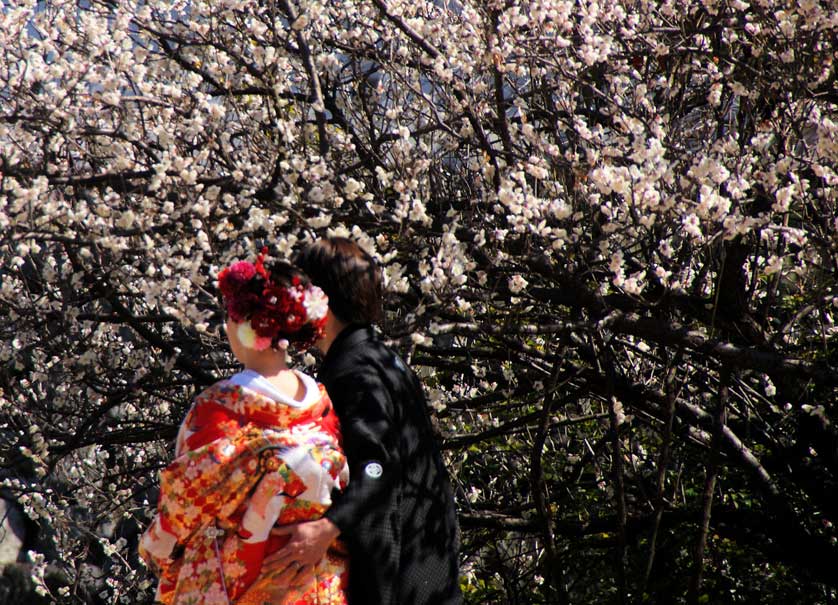 Cherry Blossoms at Funai Castle Ruins Park in Oita City.