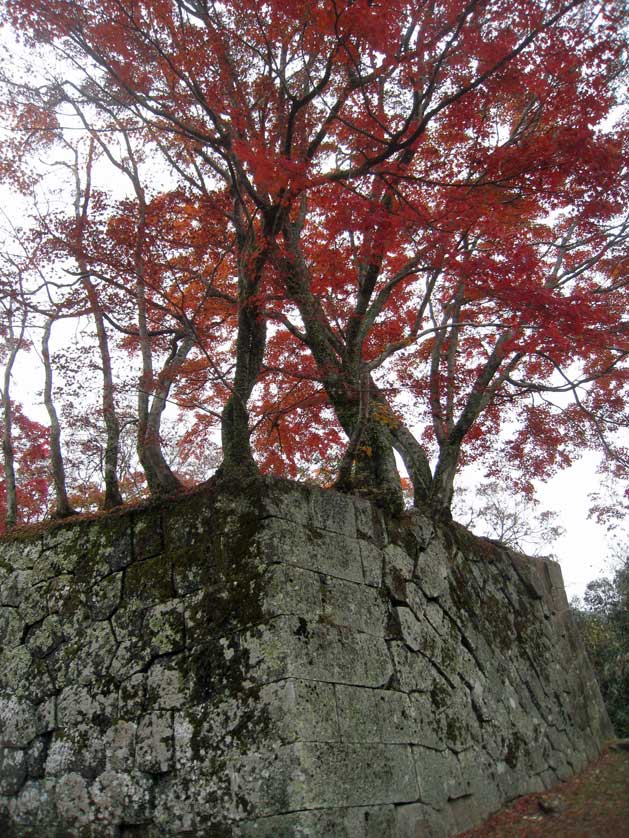 Autumn leaves on Oka Castle wall.