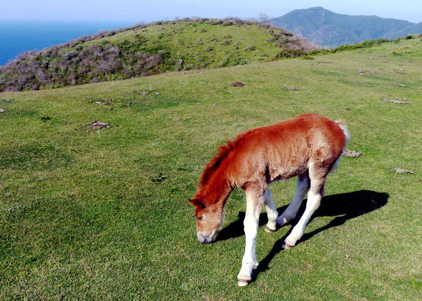 Young horse, Nishinoshima, Oki Islands, Oki Islands.