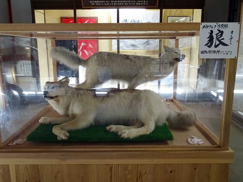Deified stuffed wolves, Saishoji Temple, Niigata Prefecture.