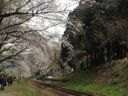 Sakihana Onsen cherry blossom, Niigata Prefecture