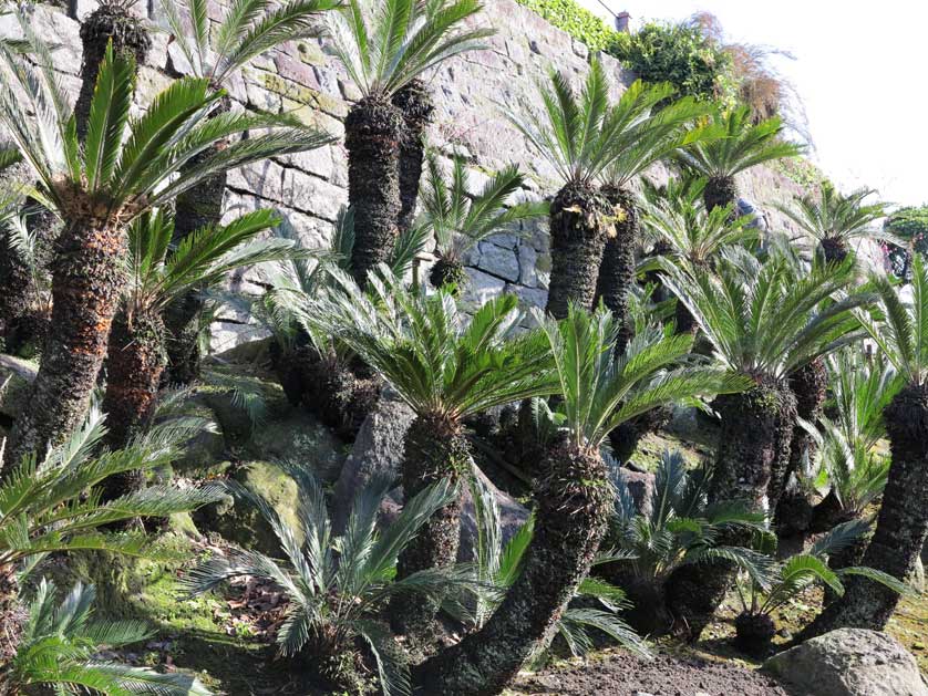 Sago palms, Senganen Gardens, Kagoshima, Kyushu, Japan.