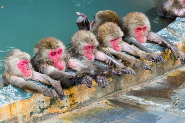 Japanese macaques, or snow monkeys.