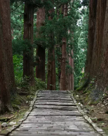 Yamagata forest 