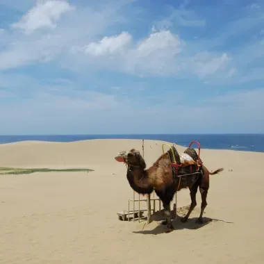 Camello en las dunas de Tottori, Japón