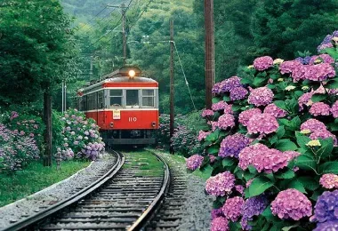 El tren de la línea Hakone Tozan te lleva a través de un paseo de hortensias