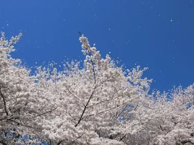 Sakura fubuki