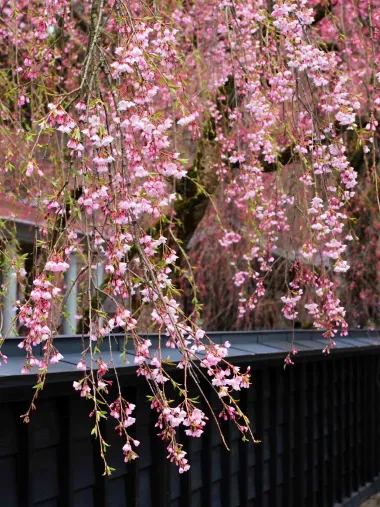 Cherry blossoms in Kakunodate