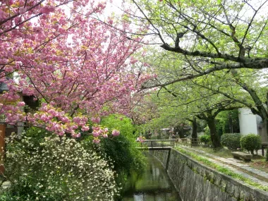The cherry blossoms along the Philosophers Path in spring