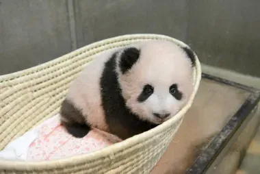 Xiang Xiang, le bébé panda de Ueno