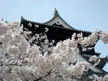 Disfruta de la floración de cerezos en el jardín del castillo de Kumamoto