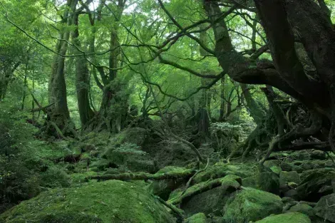 La petite île tropicale de Yakushima au Japon a inspiré Hayao Miyazaki pour "Princesse Mononoke"