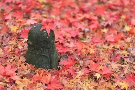Statue de jizo à contempler en automne au temple Enko-ji à Kyoto