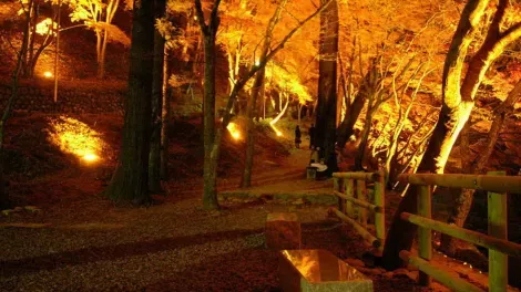 Illuminations de nuit dans la vallée de Korankei