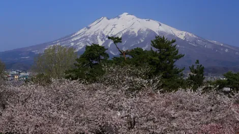 Hirosaki view with Mount Fuji and sakura 