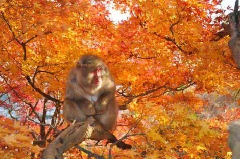 Park of monkeys Iwatayama