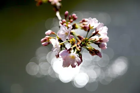 Des fleurs de cerisier, objet de contemplation pour les Japonais depuis l'Antiquité