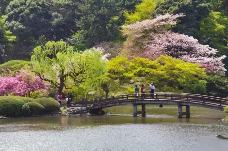 Harmony of Japanese gardens in Tokyo.