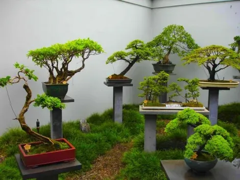 Taille, aspect, forme, nombre de tronc, il existe de nombreux critères pour qualifier un bonsaï de beau.