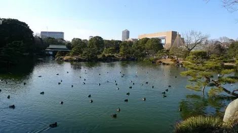 Ducks paddle quietly in the garden Kiyosumi Koen.