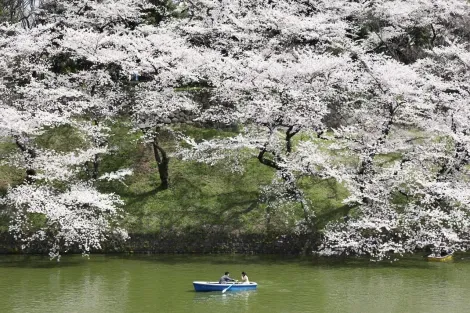 Hanami on the river in the park of the imperial palace, Tokyo