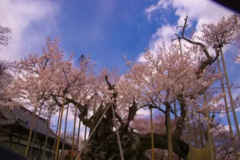  The Jindaizakura of Yamanashi, the oldest cherry tree in Japan.