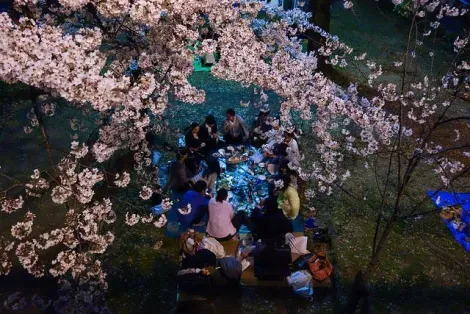 A group of Japanese settled in a park to picnic under the cherry trees.