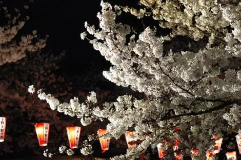 Yozakura, sakura nocturnes, lors du festival des fleurs de cerisiers au parc Ueno de Tokyo