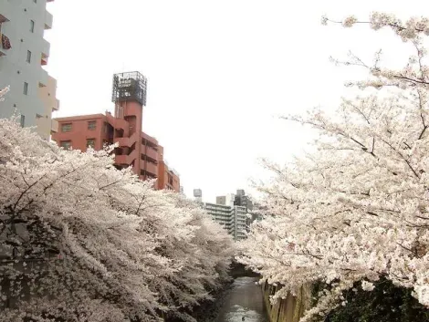 Sakura on the banks of the Kanda River, Tokyo