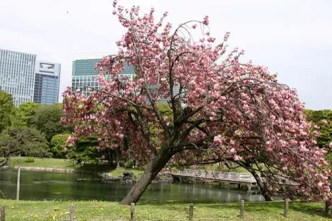  A Cherry Tree in the Hamarikyu Garden, Shiodome in Tokyo