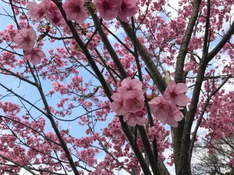 Sakura mochi et produits aux fleurs de cerisiers