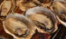 Si amas las ostras ven al Kakiya.