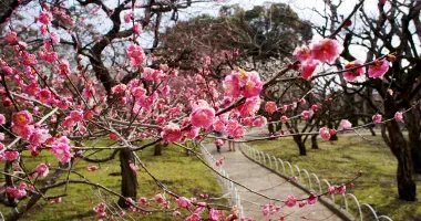 Pruniers en fleurs à Kitano Tenmangû