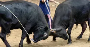 Japan Visitor - bull-sumo-1.jpg
