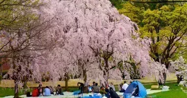 Japan Visitor - hirosaki-festival-2.jpg