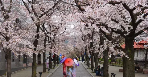 Cherry Blossom in Japan 