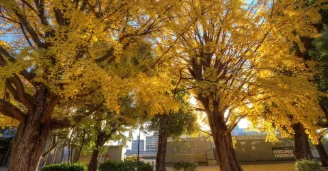 Ginkgo trees in fall